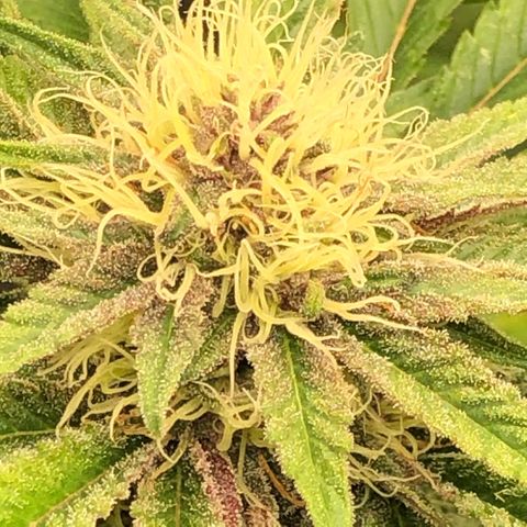 2021.05.17 Purple Queen - #2 - RQS growlog timeline photo