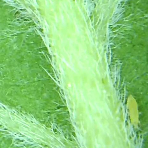 2021.05.17 Purple Queen - #2 - RQS growlog photo: Apparition et traitement des thrips