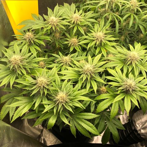 2021.05.17 Purple Queen - #2 - RQS growlog timeline photo