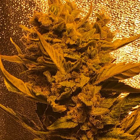 Blackberry - #1 - 42 Fast Buds growlog timeline photo