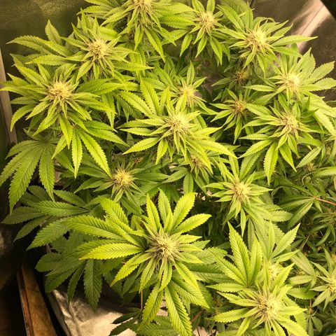 2021.05.17 Purple Queen - #2 - RQS growlog timeline photo