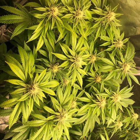 2021.05.17 Purple Queen - #2 - RQS growlog photo: Apparition et traitement des thrips