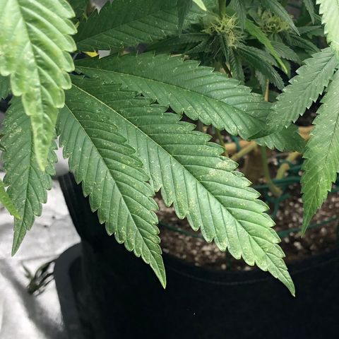 2021.05.17 Purple Queen - #2 - RQS growlog photo: Apparition et traitement des thrips