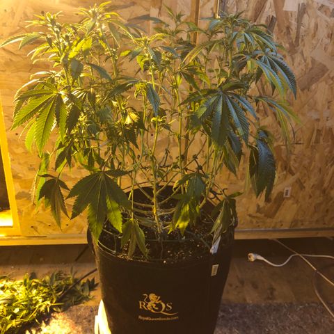 2021.05.17 Purple Queen - #2 - RQS growlog photo: Avant/après défoliation