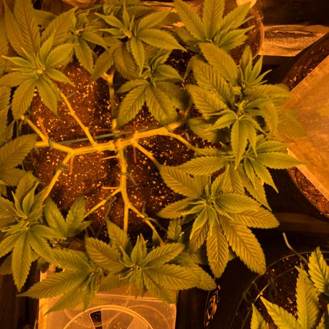 2021.05.17 OG Kush - #2 - RQS growlog photo: 2 jours après LST + defoliation