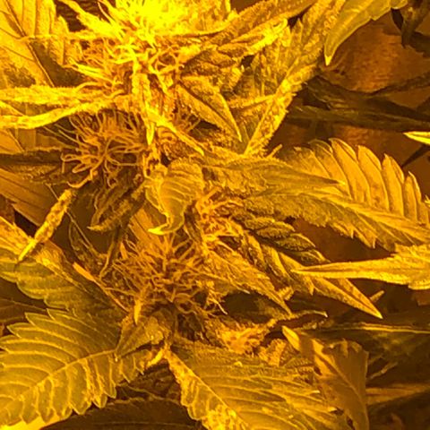 Blackberry - #1 - 42 Fast Buds growlog timeline photo