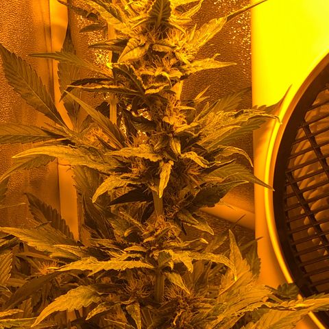 Blackberry - #1 - 42 Fast Buds growlog timeline photo