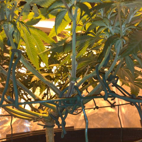 2021.05.17 Purple Queen - #2 - RQS growlog timeline photo