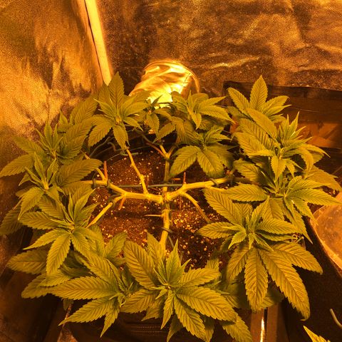 2021.05.17 OG Kush - #2 - RQS growlog photo: 2 jours après LST + defoliation
