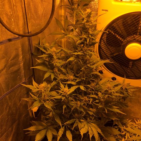 Blackberry - #1 - 42 Fast Buds growlog timeline photo