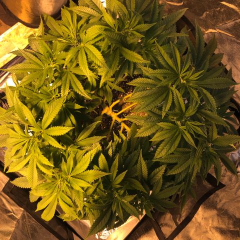 2021.05.17 Purple Queen - #2 - RQS growlog timeline photo