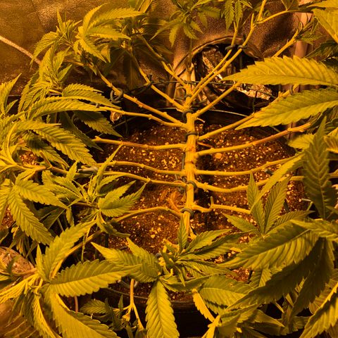 2021.05.17 Purple Queen - #2 - RQS growlog photo: Defoliation +lst
Retendre le lien des branches, les organiser et enlever les feuilles de ventilateur + bourgeons en dessous du 2ème étage 