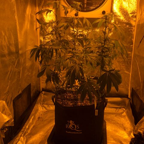 2021.05.17 OG Kush - #2 - RQS growlog photo: Avant/après défoliation