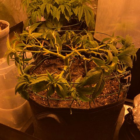 2021.05.17 OG Kush - #2 - RQS growlog photo: Mainlining + defoliation