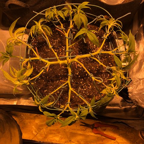 2021.05.17 OG Kush - #2 - RQS growlog photo: Mainlining + defoliation