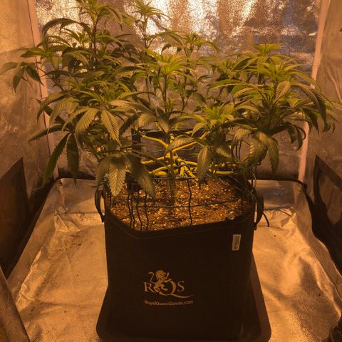 2021.05.17 OG Kush - #2 - RQS growlog timeline photo