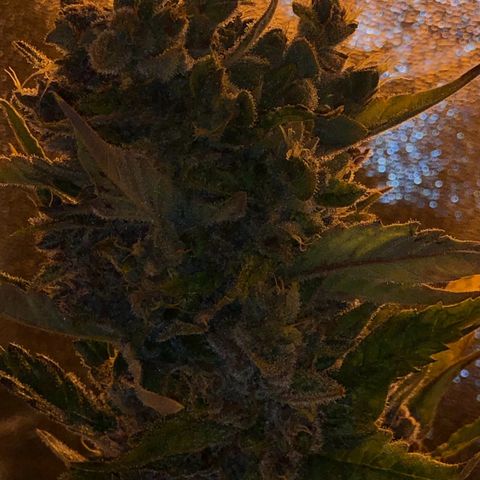 Blackberry - #1 - 42 Fast Buds growlog timeline photo