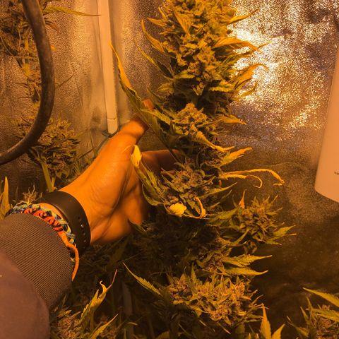 Blackberry - #1 - 42 Fast Buds growlog timeline photo
