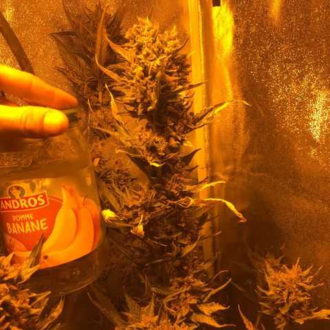 Blackberry - #1 - 42 Fast Buds growlog timeline photo