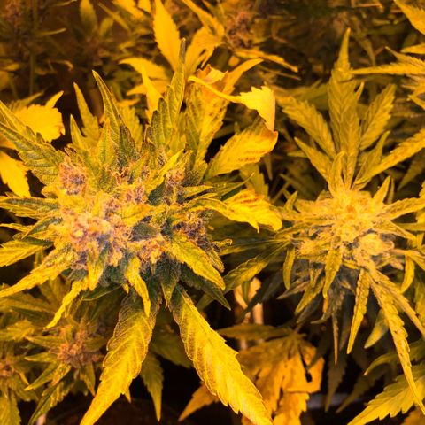 Blackberry - #1 - 42 Fast Buds growlog timeline photo