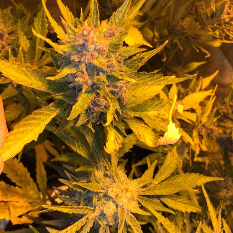 Blackberry - #1 - 42 Fast Buds growlog timeline photo