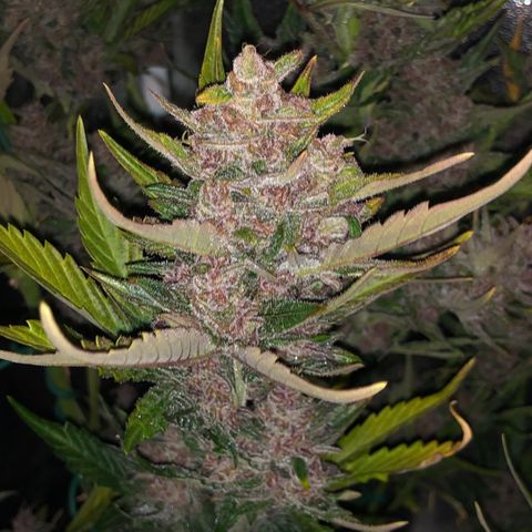 Blackberry - #1 - 42 Fast Buds growlog timeline photo