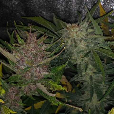 Blackberry - #1 - 42 Fast Buds growlog timeline photo