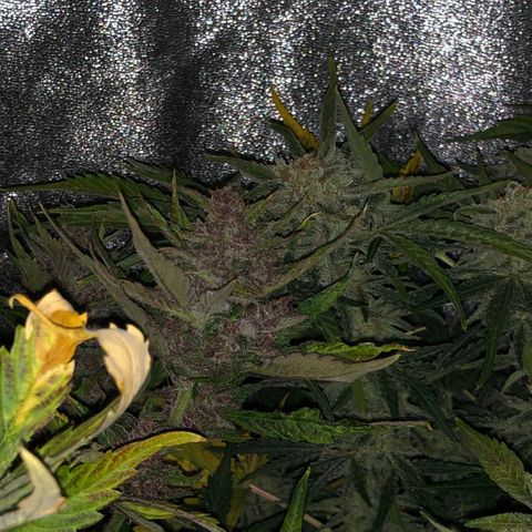 Blackberry - #1 - 42 Fast Buds growlog timeline photo