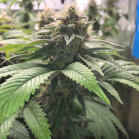2021.05.17 Purple Queen - #2 - RQS growlog timeline photo