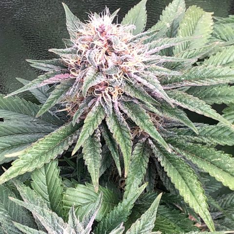 2021.05.17 Purple Queen - #2 - RQS growlog timeline photo