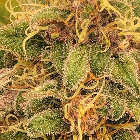 2021.05.17 Purple Queen - #2 - RQS growlog timeline photo