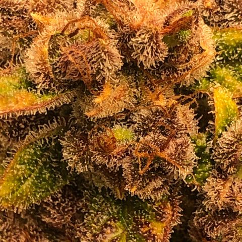 Blackberry - #1 - 42 Fast Buds growlog timeline photo