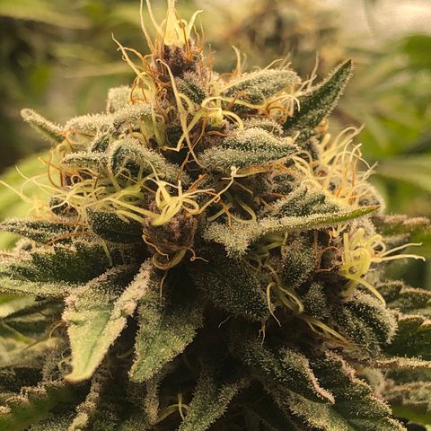 2021.05.17 Purple Queen - #2 - RQS growlog timeline photo