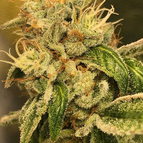 2021.05.17 OG Kush - #2 - RQS growlog timeline photo