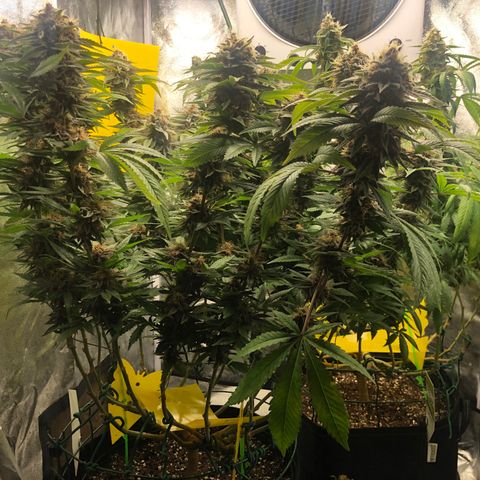 2021.05.17 Purple Queen - #2 - RQS growlog timeline photo