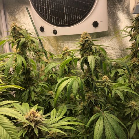 2021.05.17 OG Kush - #2 - RQS growlog timeline photo