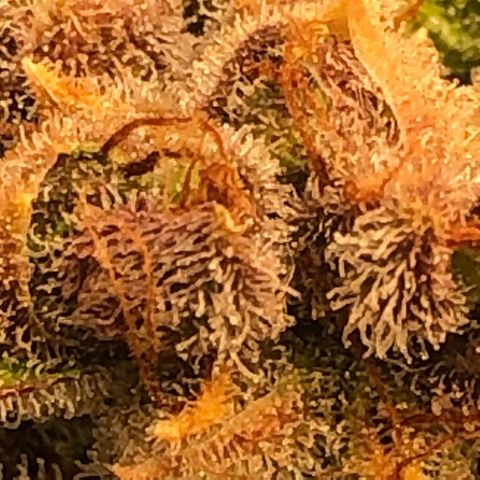 Blackberry - #1 - 42 Fast Buds growlog timeline photo