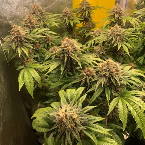 2021.05.17 Purple Queen - #2 - RQS growlog timeline photo