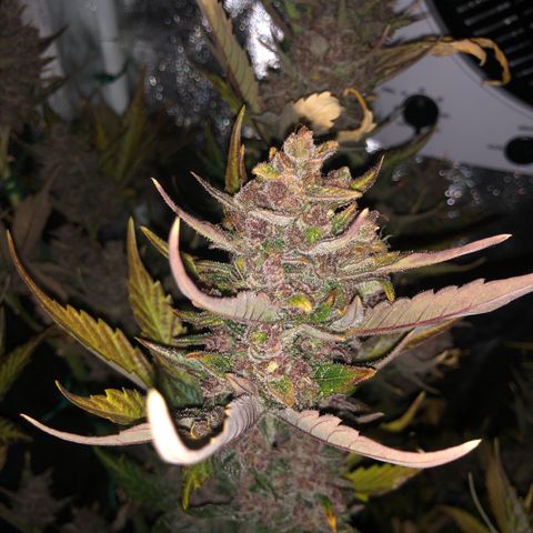 Blackberry - #1 - 42 Fast Buds growlog timeline photo