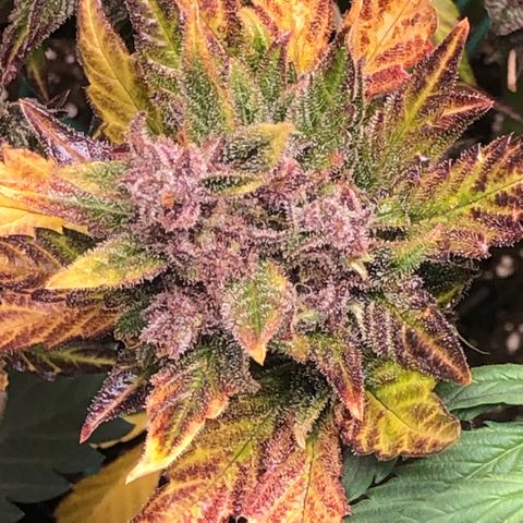 Blackberry - #1 - 42 Fast Buds growlog timeline photo