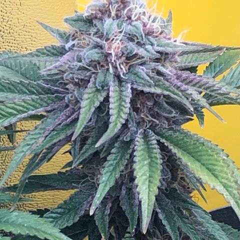 2021.05.17 Purple Queen - #2 - RQS growlog timeline photo