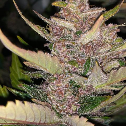 Blackberry - #1 - 42 Fast Buds growlog timeline photo