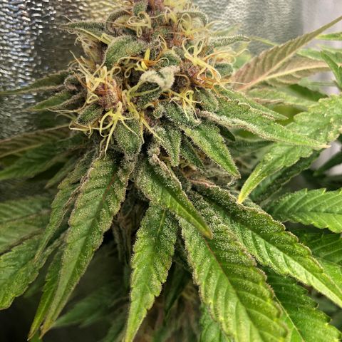 2021.05.17 Purple Queen - #2 - RQS growlog timeline photo