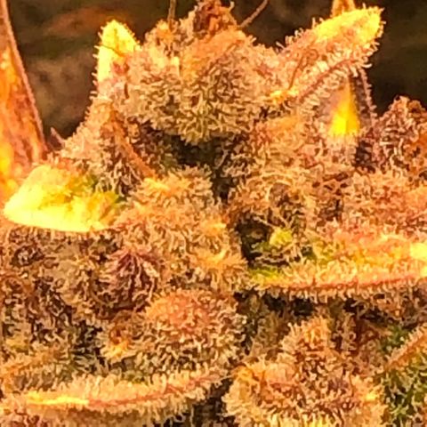 Blackberry - #1 - 42 Fast Buds growlog timeline photo