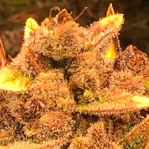 Blackberry - #1 - 42 Fast Buds growlog timeline photo