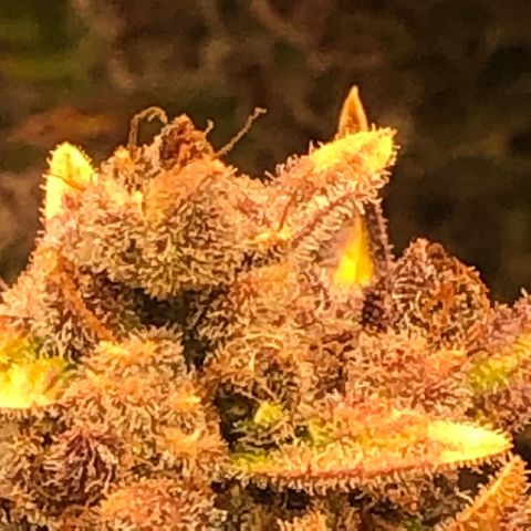 Blackberry - #1 - 42 Fast Buds growlog timeline photo