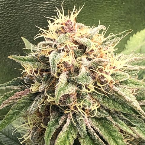 2021.05.17 Purple Queen - #2 - RQS growlog timeline photo