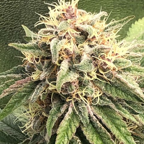 2021.05.17 Purple Queen - #2 - RQS growlog timeline photo