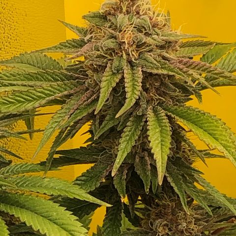 2021.05.17 Purple Queen - #2 - RQS growlog timeline photo