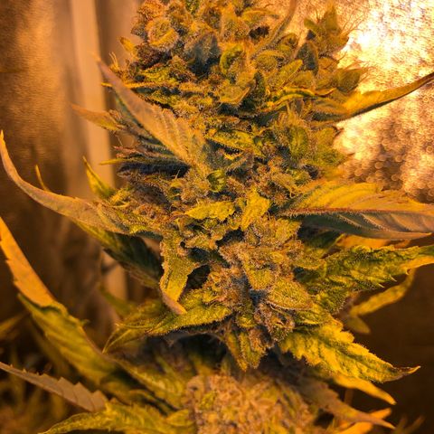 Blackberry - #1 - 42 Fast Buds growlog timeline photo